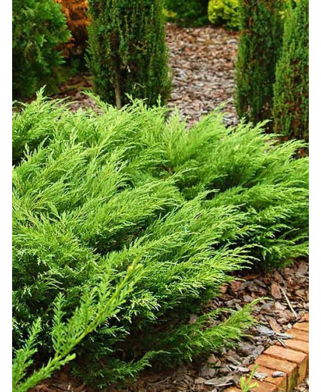 Можжевельник казацкий ярко-зеленый Кнап Хилл Можжевельник казацкий ярко-зеленый Кнап Хилл