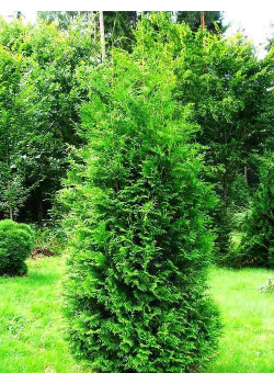 Туя западная зеленая "Брабант" (Brabant) (пирамидальная форма кроны, контейнер p9)