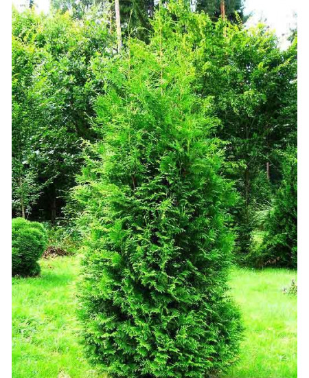 Туя западная зеленая "Брабант" (Brabant) (пирамидальная форма кроны, контейнер p9) Туя западная зеленая "Брабант" (Brabant) (пирамидальная форма кроны, контейнер p9)