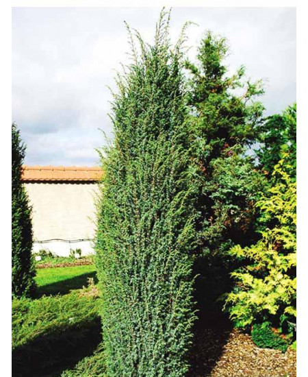 Можжевельник зеленый Меяр Можжевельник зеленый Меяр