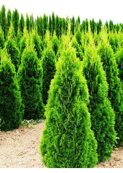 Туя западная "Кубанский изумруд" (пирамидальная крона, зимостойкий и засухоустойчивый сорт, контейнер Р9)