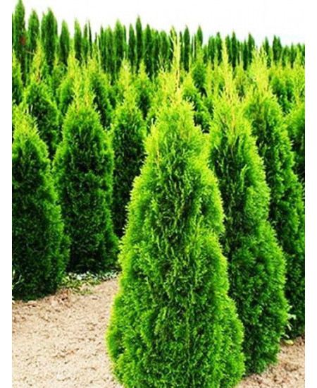 Туя западная "Кубанский изумруд" (пирамидальная крона, зимостойкий и засухоустойчивый сорт, контейнер Р9) Туя западная "Кубанский изумруд" (пирамидальная крона, зимостойкий и засухоустойчивый сорт, контейнер Р9)