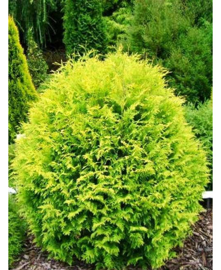 Туя западная светло-зеленая "Глобаса Аурея" (Globosa Aurea) (шаровидная форма кроны, контейнер p9) Туя западная светло-зеленая "Глобаса Аурея" (Globosa Aurea) (шаровидная форма кроны, контейнер p9)