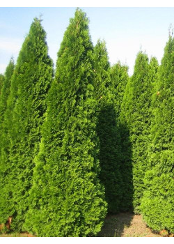 Туя 3-х летняя "Фастигиата" (Fastigiata) высота саженца 80-120 см