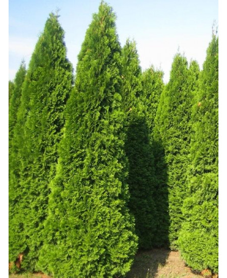 Туя 3-х летняя "Фастигиата" (Fastigiata) высота саженца 80-120 см Туя 3-х летняя "Фастигиата" (Fastigiata) высота саженца 80-120 см