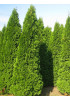 Туя 3-х летняя "Фастигиата" (Fastigiata) высота саженца 80-120 см Туя 3-х летняя "Фастигиата" (Fastigiata) высота саженца 80-120 см