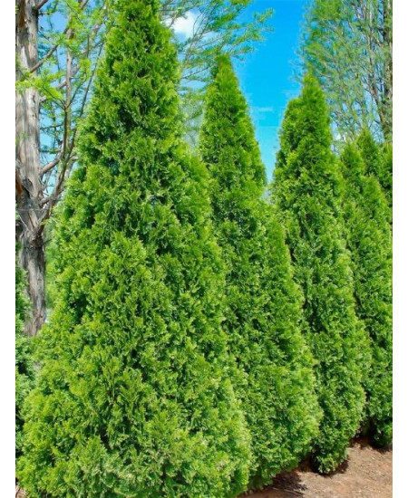 Туя 3-х летняя "Фастигиата" (Fastigiata) высота саженца 80-120 см Туя 3-х летняя "Фастигиата" (Fastigiata) высота саженца 80-120 см