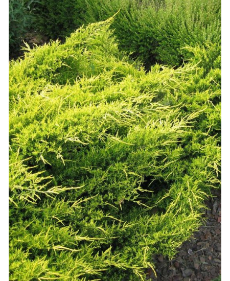 Можжевельник Олд Голд Можжевельник Олд Голд