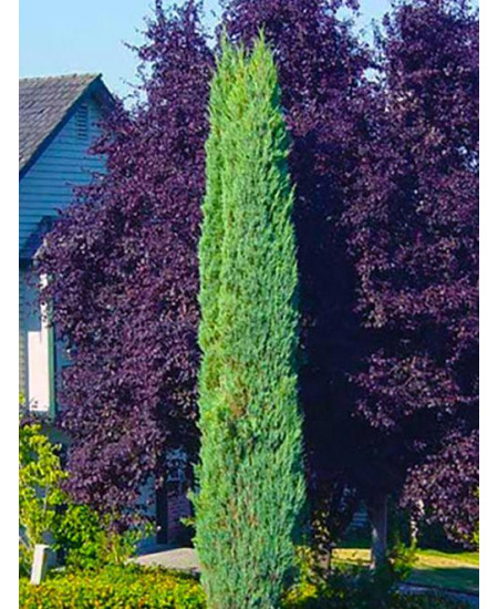 Можжевельник темно-зеленый Блю Эрроу Можжевельник темно-зеленый Блю Эрроу