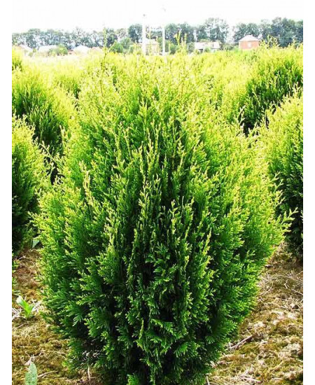 Туя складчатая зеленая "Мартин" (Martin) (раскидистая форма кроны, контейнер p9) Туя складчатая зеленая "Мартин" (Martin) (раскидистая форма кроны, контейнер p9)