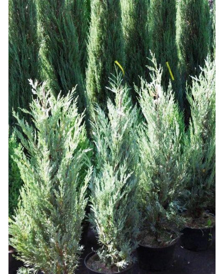 Можжевельник скальный Фишт Можжевельник скальный Фишт