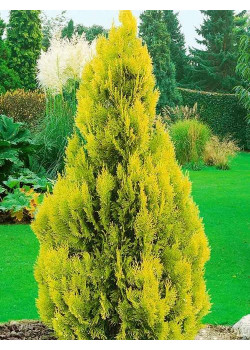 Туя западная желтая "Санкист" (Sunkist) (контейнер p9)