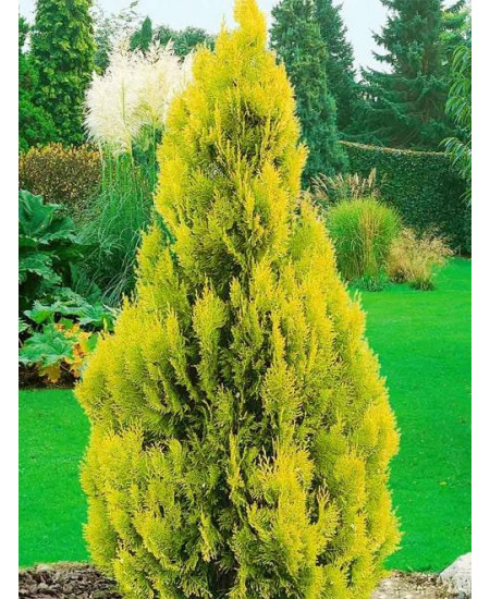 Туя западная желтая "Санкист" (Sunkist) (контейнер p9) Туя западная желтая "Санкист" (Sunkist) (контейнер p9)