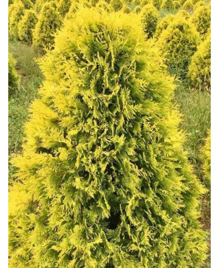 Туя западная желтая "Санкист" (Sunkist) (контейнер p9) Туя западная желтая "Санкист" (Sunkist) (контейнер p9)