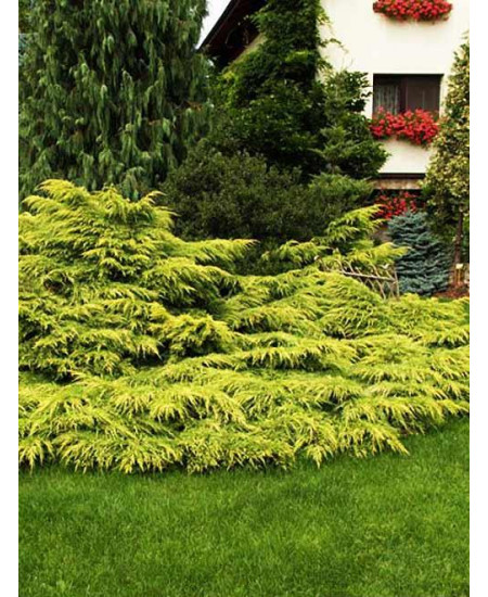 Можжевельник средний золотисто-зеленый Золотая Звезда Можжевельник средний золотисто-зеленый Золотая Звезда