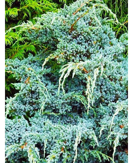 Можжевельник насыщенно-зеленый Мейери Можжевельник насыщенно-зеленый Мейери