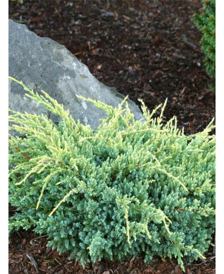 Можжевельник Холгер Можжевельник Холгер