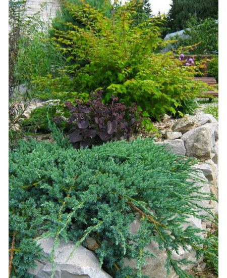 Можжевельник Холгер Можжевельник Холгер