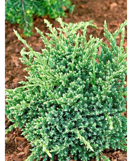 Можжевельник Холгер Можжевельник Холгер