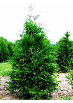 Туя западная насыщенно-зеленая "Мартин" (Martin) (пирамидальная форма кроны, контейнер p9)