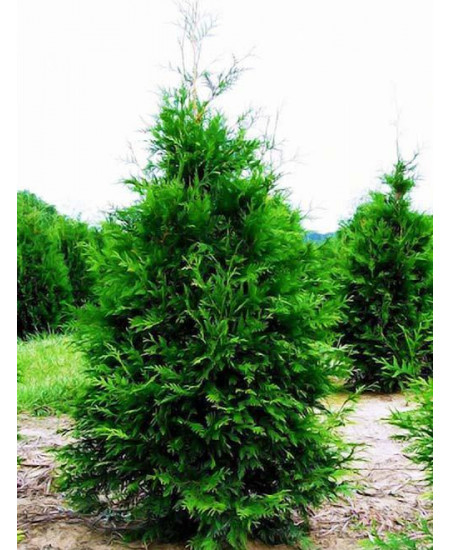 Туя западная насыщенно-зеленая "Мартин" (Martin) (пирамидальная форма кроны, контейнер p9) Туя западная насыщенно-зеленая "Мартин" (Martin) (пирамидальная форма кроны, контейнер p9)