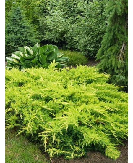 Можжевельник Пфитцериана Можжевельник Пфитцериана