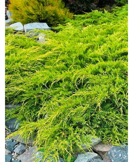 Можжевельник Пфитцериана Можжевельник Пфитцериана