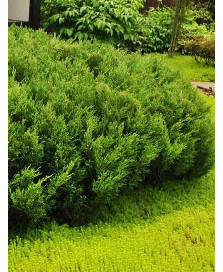 Можжевельник казацкий темно-зеленый Мас Можжевельник казацкий темно-зеленый Мас