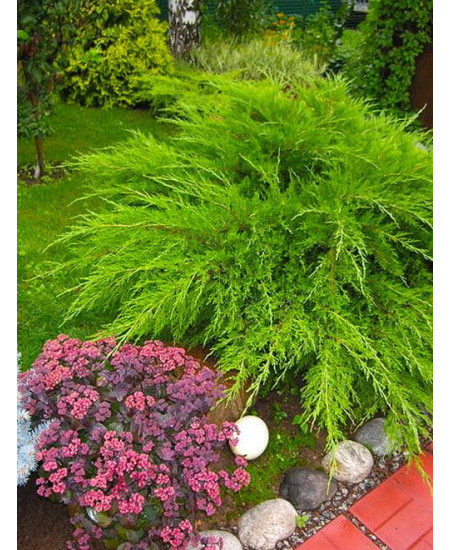 Можжевельник Минт Джулеп Можжевельник Минт Джулеп