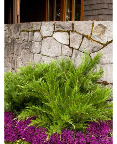 Можжевельник Минт Джулеп Можжевельник Минт Джулеп