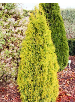 Туя желтая "Мария" (Maria)