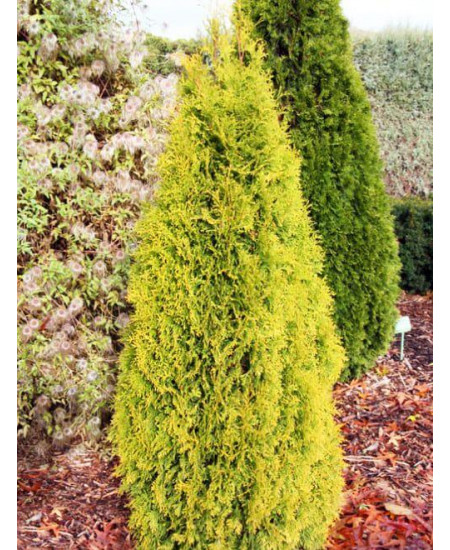 Туя желтая "Мария" (Maria) Туя желтая "Мария" (Maria)