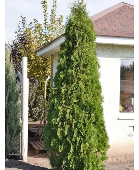 Туя 3-х летняя "Колумна" (Columna) высота саженца 40-60 см Туя 3-х летняя "Колумна" (Columna) высота саженца 40-60 см