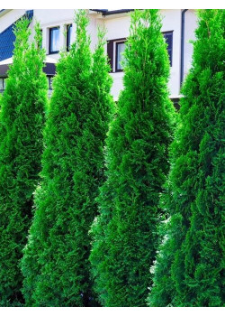 Туя 3-х летняя "Колумна" (Columna) высота саженца 40-60 см