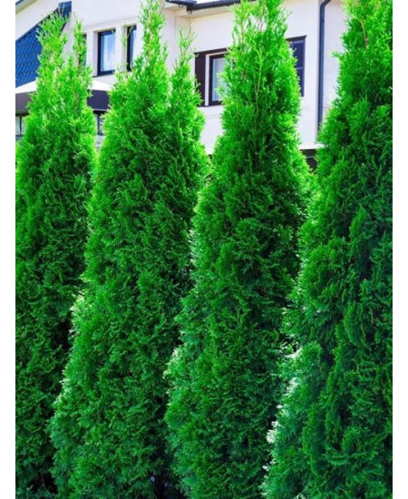 Туя 3-х летняя "Колумна" (Columna) высота саженца 40-60 см Туя 3-х летняя "Колумна" (Columna) высота саженца 40-60 см