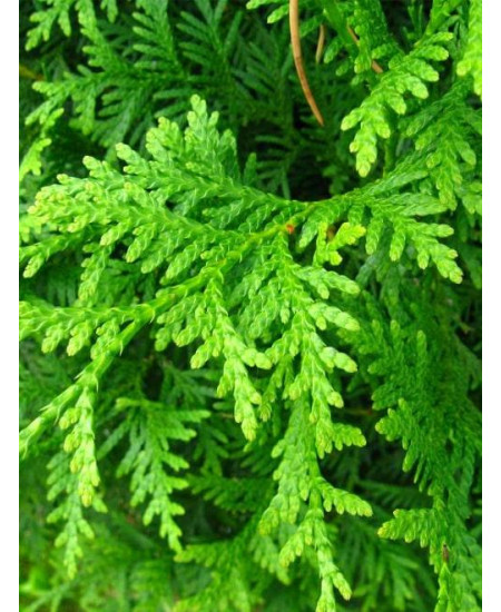 Туя 3-х летняя "Брабант" (Brabant) высота саженца 40-60 см Туя 3-х летняя "Брабант" (Brabant) высота саженца 40-60 см