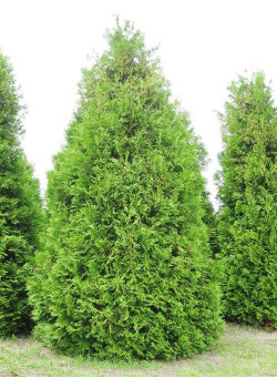 Туя 3-х летняя "Брабант" (Brabant) высота саженца 40-60 см
