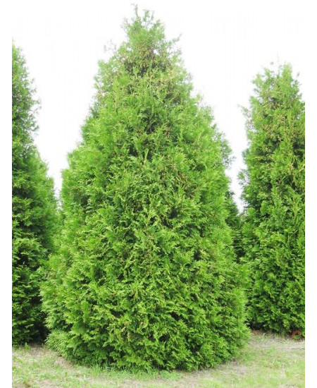 Туя 3-х летняя "Брабант" (Brabant) высота саженца 40-60 см Туя 3-х летняя "Брабант" (Brabant) высота саженца 40-60 см