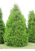 Туя 3-х летняя "Брабант" (Brabant) высота саженца 40-60 см Туя 3-х летняя "Брабант" (Brabant) высота саженца 40-60 см
