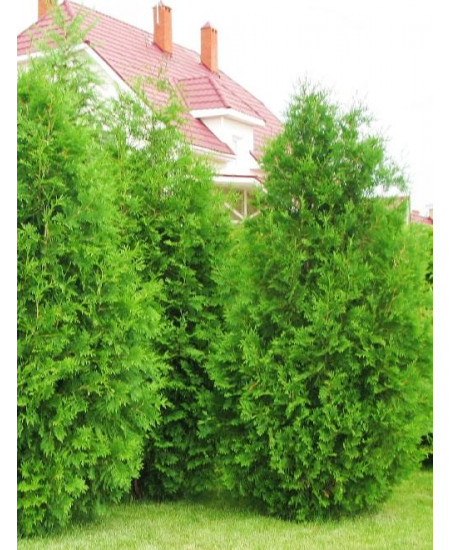 Туя 3-х летняя "Брабант" (Brabant) высота саженца 40-60 см Туя 3-х летняя "Брабант" (Brabant) высота саженца 40-60 см