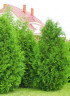 Туя 3-х летняя "Брабант" (Brabant) высота саженца 40-60 см Туя 3-х летняя "Брабант" (Brabant) высота саженца 40-60 см