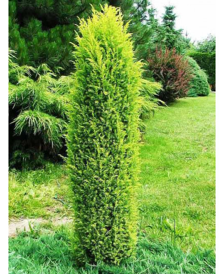 Можжевельник темно-зеленый Саекика Можжевельник темно-зеленый Саекика