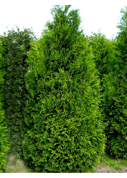 Туя 2-х летняя западная зеленая "Кинг оф Брабант" (King of Brabant) (контейнер С2)