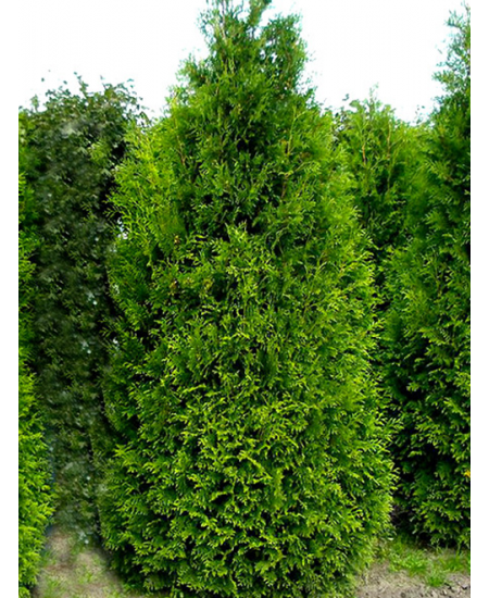 Туя 2-х летняя западная зеленая "Кинг оф Брабант" (King of Brabant) (контейнер С2) Туя 2-х летняя западная зеленая "Кинг оф Брабант" (King of Brabant) (контейнер С2)