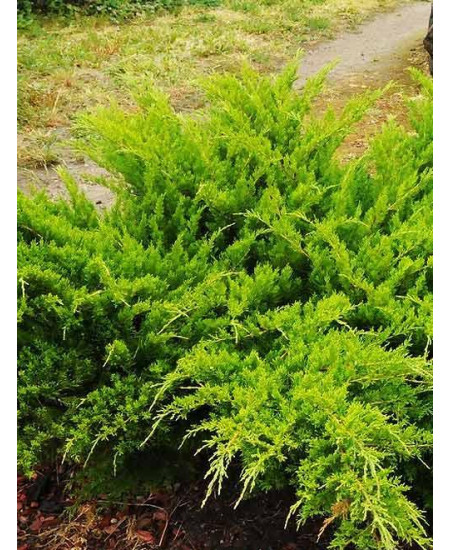 Можжевельник средний ярко-зеленый Мятный Сироп Можжевельник средний ярко-зеленый Мятный Сироп