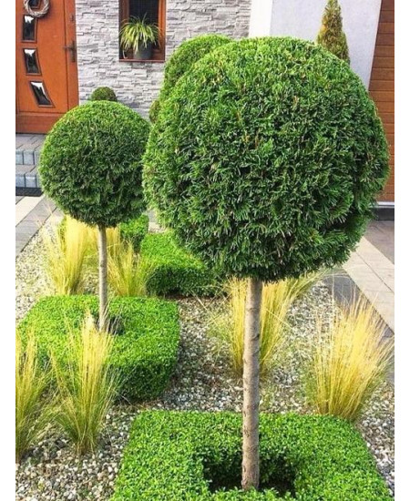 Туя на штамбе 4-х летняя "Брабант" (Brabant) высота саженцы 60-80 см Туя на штамбе 4-х летняя "Брабант" (Brabant) высота саженцы 60-80 см