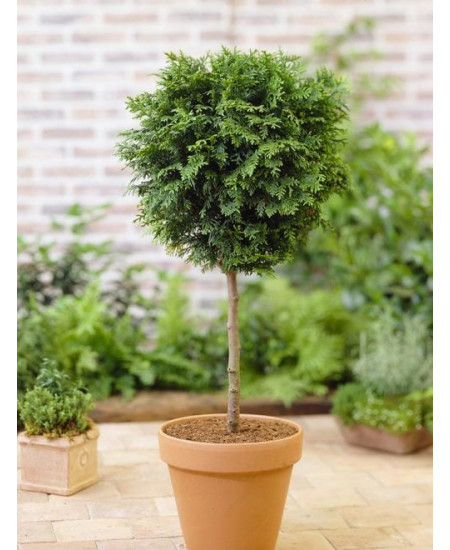 Туя на штамбе 4-х летняя "Брабант" (Brabant) высота саженцы 60-80 см Туя на штамбе 4-х летняя "Брабант" (Brabant) высота саженцы 60-80 см