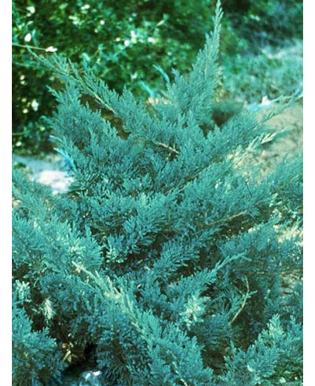 Можжевельник казацкий ярко-синий Голубой Дунай Можжевельник казацкий ярко-синий Голубой Дунай