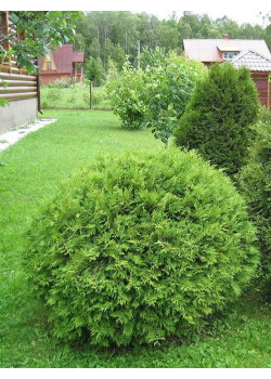 Туя 3-х летняя "Вудварди" (Woodwardy) высота саженца 30-40 см