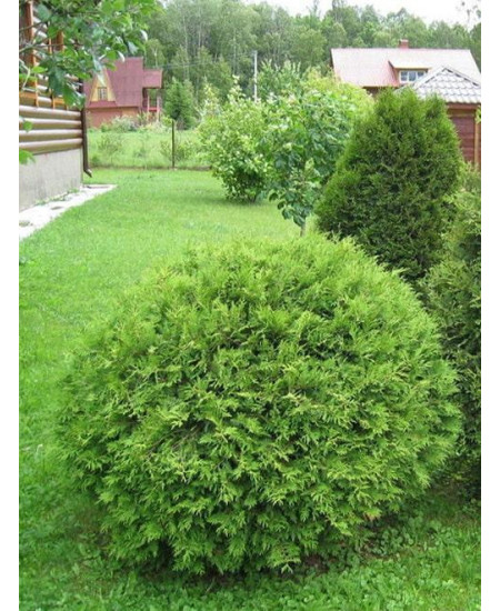 Туя 3-х летняя "Вудварди" (Woodwardy) высота саженца 30-40 см Туя 3-х летняя "Вудварди" (Woodwardy) высота саженца 30-40 см